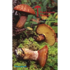 The Mushroom Manual - Paperback