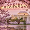 Cherry Blossoms: Sakura Collections from the Library of Congress - Hardcover