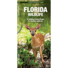 Florida Wildlife: An Introduction to Familiar Species - Paperback