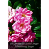 The Practice Of Mental Prayer: Extraordinary Prayer - Paperback