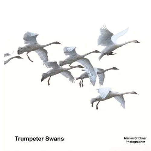 Trumpeter Swans - Paperback