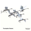 Trumpeter Swans - Paperback