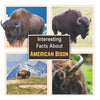 Interesting Facts about American Bison: Learn About the Bison with Picture Book for Children - Paperback