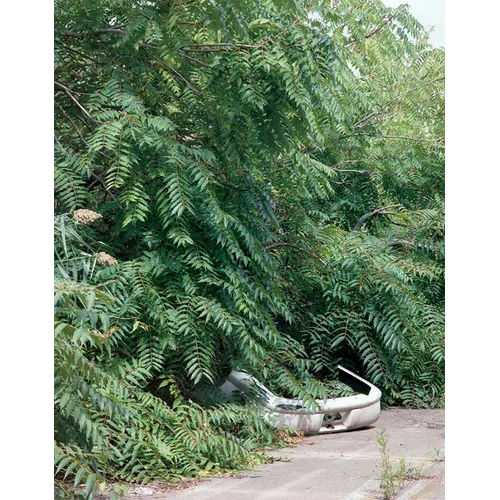 Franziska Klose: Detroit: Field Notes from a Wild City - Paperback