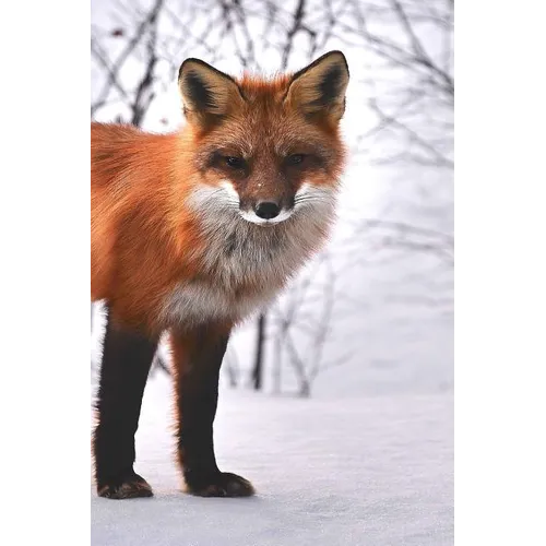 Fox: The Red Fox's Resourcefulness Has Earned It a Legendary Reputation for Intelligence and Cunning. - Paperback