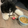 Reindeer Antler Dog Chews | Organic Chews for Dogs