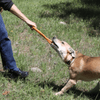 Chew Toys