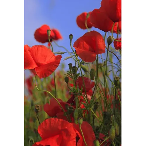 Poppy Meadow: Poppies Are Found Around the Globe from Icy Cold Tundra to Broiling Hot Deserts, Mostly in the Northern Hemisphere. - Paperback