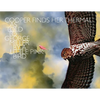 Cooper Finds Her Thermal: As Told to George Miller by a Little Pink Bird - Paperback