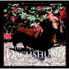 The Dachshund: A Dog for Town and Country - Hardcover