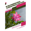 Schlumbergera (Christmas Cactus): Open terrarium, Beginner's Guide - Paperback