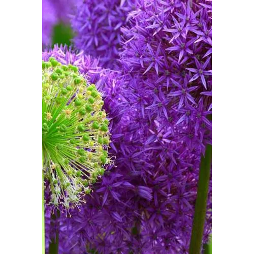 Blossoms: Alliums Are Hardy Bulbs That Produce Dramatic Balls of Purple, Blue, Yellow or Pink Flowers Atop Stiff, Upright Stems. - Paperback