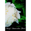 Mary's Immaculate Heart - Paperback
