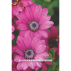 Flower Pressing Book: Pick, Press, Paste Whole Flower, Petals, Leaves, Stem and Other Organic Botanical Pieces - Paperback