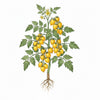 TOMATO Seeds, Yellow Plum