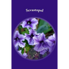 Sevastopol - Paperback