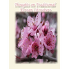 Thoughts on Traditional Korean Literature - Hardcover