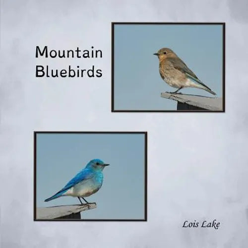 Mountain Bluebirds - Paperback