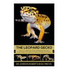 The Leopard Gecko: How to care for your Leopard Gecko and everything you need to know to keep them well. - Paperback