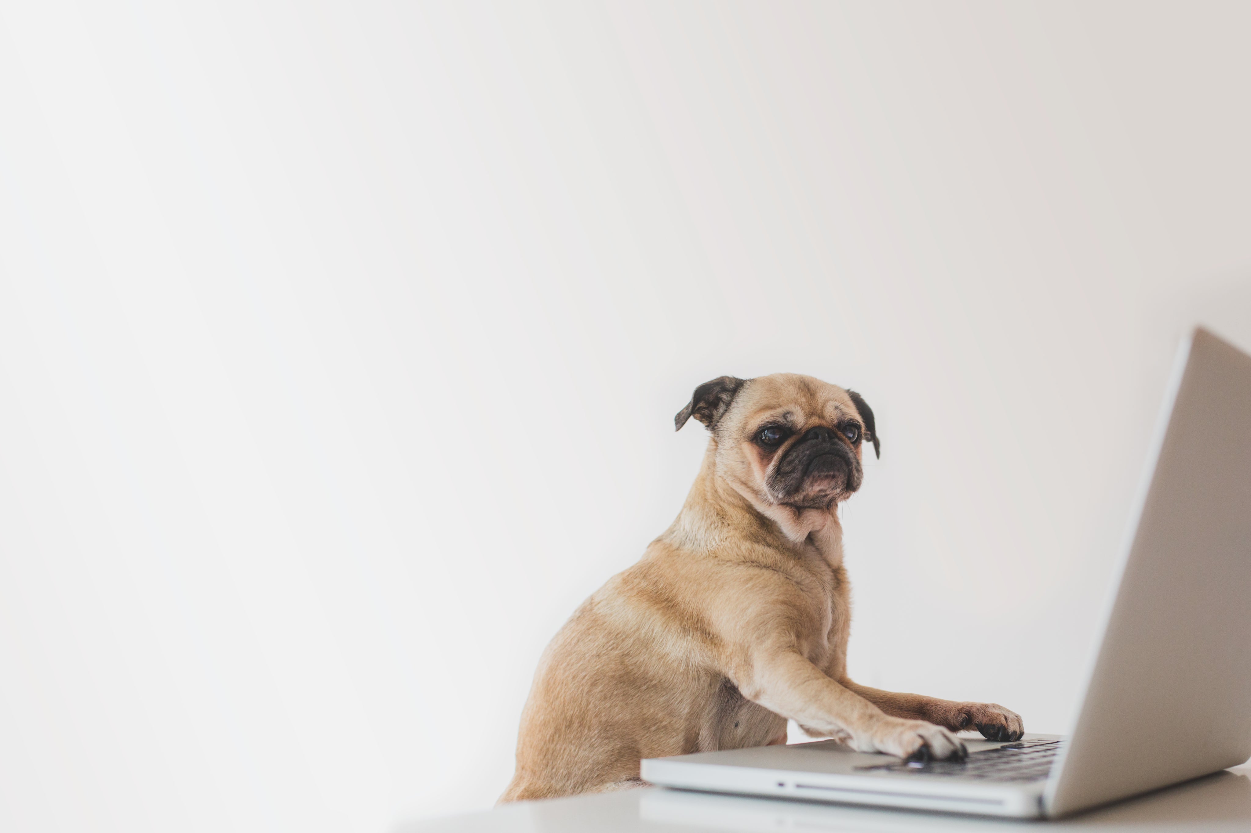 Business pug working on laptop