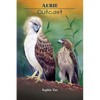 Aerie: Outcast - Paperback