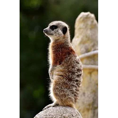 Meercat: The Meerkat or Suricate Is a Small Carnivoran Belonging to the Mongoose Family. It Is the Only Member of the Genus Suricata. - Paperback