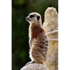 Meercat: The Meerkat or Suricate Is a Small Carnivoran Belonging to the Mongoose Family. It Is the Only Member of the Genus Suricata. - Paperback