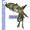 Squids - Paperback