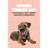 Border Terrier Dog: Your Small but Mighty Hunting Companion: Border Terrier Breed Info, Pictures, Facts and Care Guide - Paperback