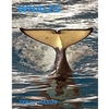 Whales: Whale Facts for Kids, Whales Gentle Giants of the Sea - Paperback