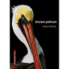 Brown Pelican - Paperback