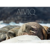 Aiviq: Life with Walruses - Hardcover