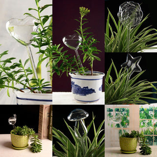 6 Types Glass Plant Flowers Water Feeder